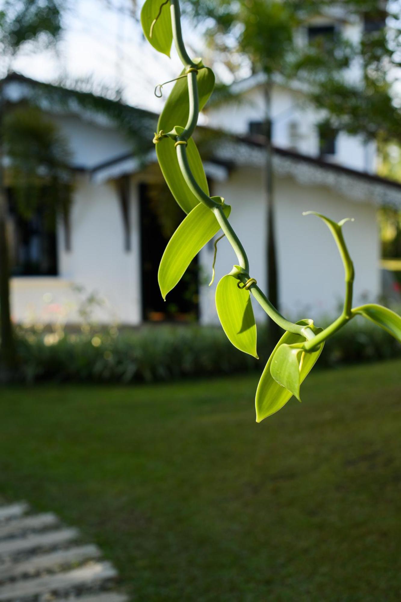 Roots Retreat Unawatuna Exterior foto