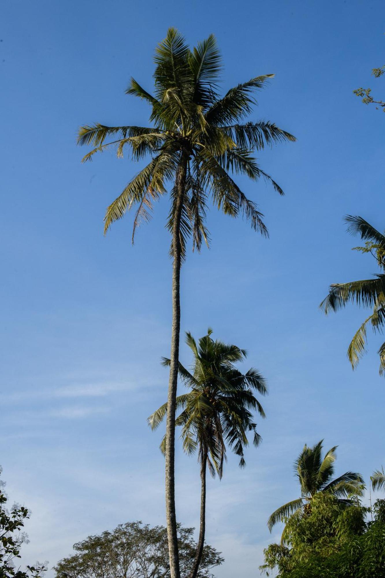Roots Retreat Unawatuna Exterior foto